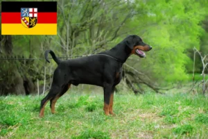 Lire la suite à propos de l’article Dobermann éleveurs et chiots en Sarre