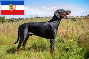 Lire la suite à propos de l’article Dobermann éleveurs et chiots dans le Schleswig-Holstein