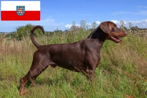 Lire la suite à propos de l’article Éleveurs de dobermans et chiots en Thuringe