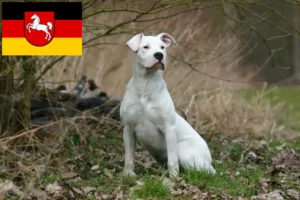 Lire la suite à propos de l’article Dogo Argentino éleveurs et chiots en Basse-Saxe