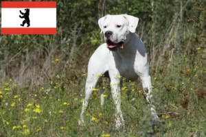 Lire la suite à propos de l’article Dogo Argentino éleveurs et chiots à Berlin