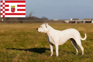 Lire la suite à propos de l’article Dogo Argentino éleveurs et chiots à Brême