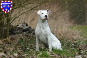 Lire la suite à propos de l’article Éleveurs de Dogo Argentino et chiots en Centre-Val de Loire