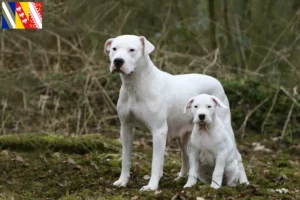 Lire la suite à propos de l’article Dogo Argentino éleveurs et chiots en Grand Est