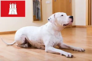 Lire la suite à propos de l’article Dogo Argentino éleveurs et chiots à Hambourg