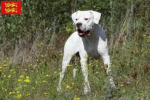 Lire la suite à propos de l’article Dogo Argentino éleveurs et chiots en Normandie