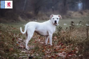 Lire la suite à propos de l’article Éleveurs de Dogo Argentino et chiots en Nouvelle-Aquitaine