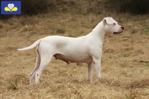 Lire la suite à propos de l’article Éleveurs de Dogo Argentino et chiots en Région de Bruxelles-Capitale