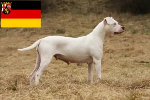 Lire la suite à propos de l’article Dogo Argentino éleveurs et chiots en Rhénanie-Palatinat