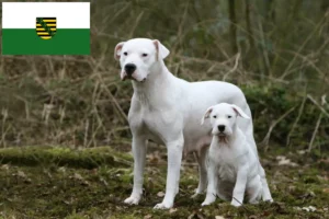 Lire la suite à propos de l’article Dogo Argentino éleveurs et chiots en Saxe