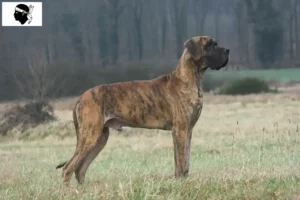 Lire la suite à propos de l’article Éleveurs de dogues allemands et chiots en Corse