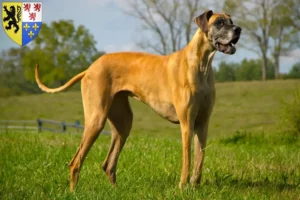 Lire la suite à propos de l’article Dogue allemand éleveurs et chiots en Hauts-de-France