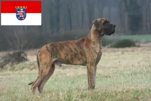 Lire la suite à propos de l’article Dogue allemand Éleveurs et chiots en Hesse