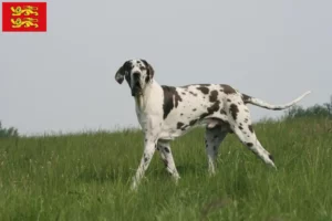 Lire la suite à propos de l’article Éleveurs de dogues allemands et chiots en Normandie