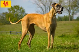 Lire la suite à propos de l’article Éleveurs de dogues allemands et chiots en Région wallonne