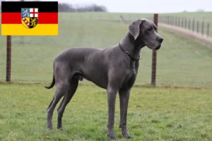 Lire la suite à propos de l’article Éleveurs de dogues allemands et chiots en Sarre