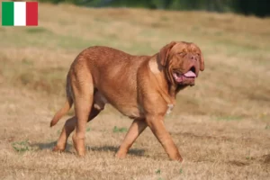 Lire la suite à propos de l’article Éleveurs de dogues de Bordeaux et chiots en Italie