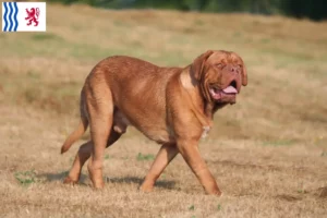 Lire la suite à propos de l’article Éleveurs de dogues de Bordeaux et chiots en Nouvelle-Aquitaine