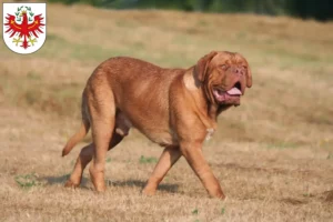 Lire la suite à propos de l’article Éleveurs de dogues de Bordeaux et chiots au Tyrol