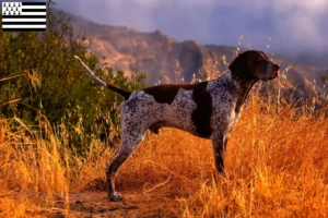 Lire la suite à propos de l’article Éleveurs et chiots à poil court allemand en Bretagne