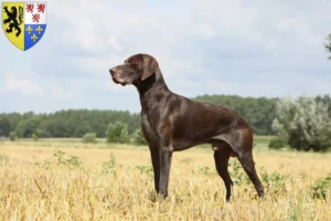 Lire la suite à propos de l’article Éleveurs et chiots de chiens allemands à poil court en Hauts-de-France