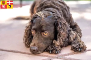 Lire la suite à propos de l’article Éleveurs d’American Water Spaniel et chiots en Auvergne-Rhône-Alpes