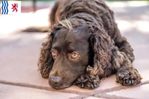 Lire la suite à propos de l’article Éleveurs d’American Water Spaniel et chiots en Nouvelle-Aquitaine