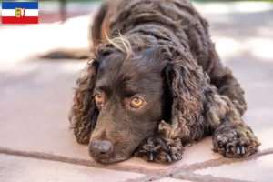 Lire la suite à propos de l’article Éleveurs d’American Water Spaniel et chiots dans le Schleswig-Holstein