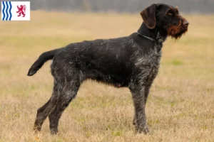 Lire la suite à propos de l’article Éleveurs et chiots de chiens à poil dur en Nouvelle-Aquitaine