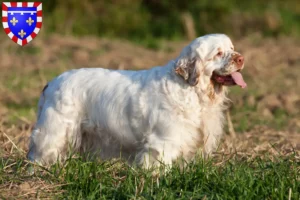 Lire la suite à propos de l’article Éleveurs de Clumber Spaniels et chiots en Centre-Val de Loire