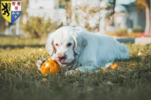 Lire la suite à propos de l’article Éleveurs de Clumber Spaniels et chiots en Hauts-de-France