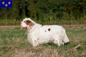 Lire la suite à propos de l’article Éleveurs de Clumber Spaniel et chiots en Île-de-France