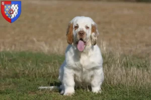 Lire la suite à propos de l’article Éleveurs de Clumber Spaniel et chiots en Pays de la Loire