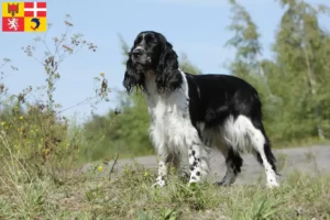 Lire la suite à propos de l’article Éleveurs de Springer Spaniel anglais et chiots en Auvergne-Rhône-Alpes