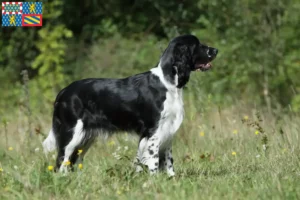 Lire la suite à propos de l’article Éleveurs de Springer Spaniel anglais et chiots en Bourgogne-Franche-Comté