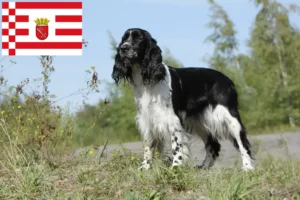 Lire la suite à propos de l’article Éleveurs de Springer Spaniel anglais et chiots à Brême