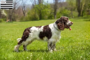 Lire la suite à propos de l’article Éleveurs d’English Springer Spaniel et chiots en Bretagne