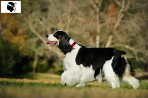 Lire la suite à propos de l’article Éleveurs d’English Springer Spaniel et chiots en Corse