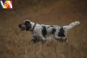 Lire la suite à propos de l’article Éleveurs de Springer Spaniel anglais et chiots en Grand Est