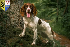 Lire la suite à propos de l’article Éleveurs de Springer Spaniel anglais et chiots en Hauts-de-France