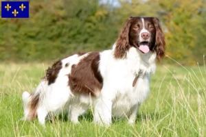 Lire la suite à propos de l’article Éleveurs d’English Springer Spaniel et chiots en Île-de-France