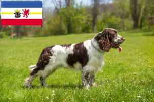 Lire la suite à propos de l’article Éleveurs d’English Springer Spaniel et chiots dans le Mecklembourg-Poméranie occidentale