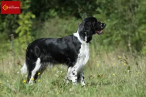 Lire la suite à propos de l’article Éleveurs d’English Springer Spaniel et chiots en Occitanie