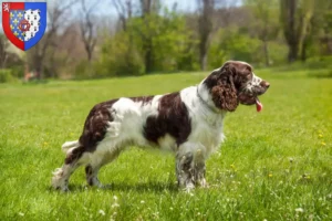 Lire la suite à propos de l’article Éleveurs d’English Springer Spaniel et chiots en Pays de la Loire