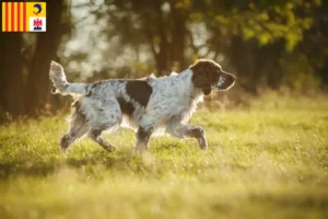 Lire la suite à propos de l’article Éleveurs d’English Springer Spaniel et chiots en Provence-Alpes-Côte d’Azur