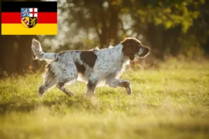 Lire la suite à propos de l’article Éleveurs de Springer Spaniel anglais et chiots en Sarre