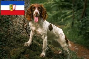 Lire la suite à propos de l’article English Springer Spaniel Éleveurs et chiots dans le Schleswig-Holstein