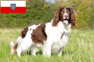 Lire la suite à propos de l’article Éleveurs de Springer Spaniel anglais et chiots en Thuringe