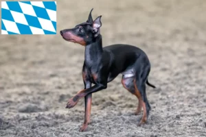 Lire la suite à propos de l’article Éleveurs de English Toy Terrier et chiots en Bavière