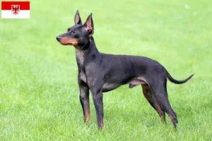 Lire la suite à propos de l’article Éleveurs de English Toy Terrier et chiots dans le Brandebourg